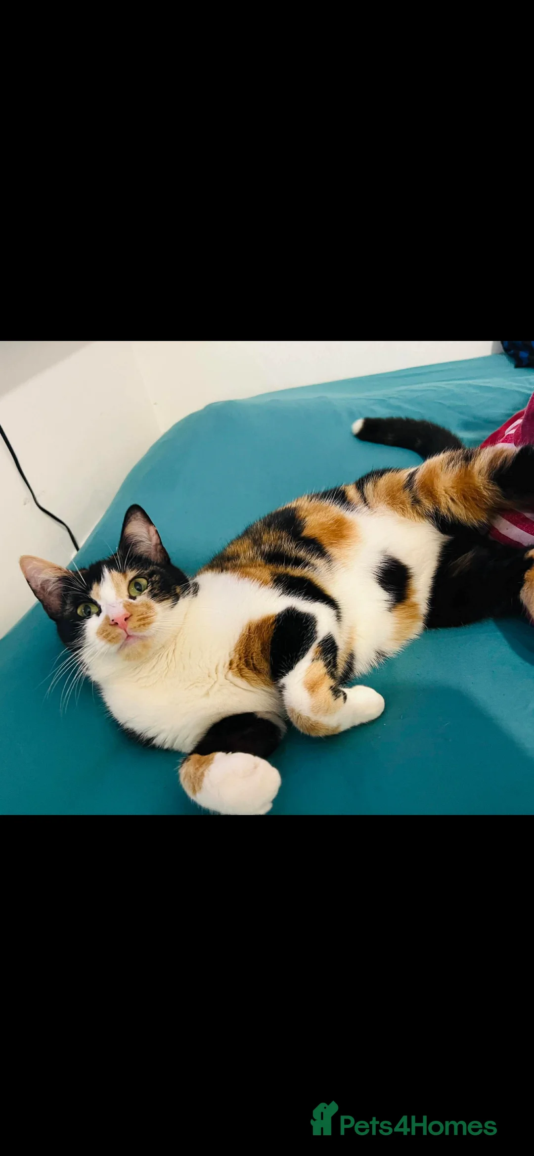 British Shorthair cats for sale: Beautiful Calico Cat Looking for a Loving Home in Birmingham - Advert 2