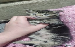 Bombay cats for sale: 4 adorable kittens for sale mixed breed litter ⁠♡ - Image 15