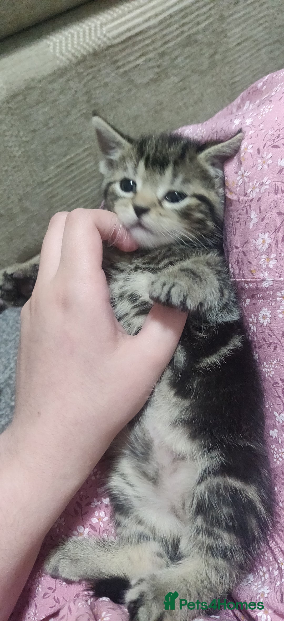 Bombay cats for sale: 4 adorable kittens for sale mixed breed litter ⁠♡ - Image 15
