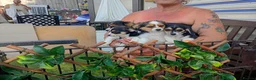 Mixed Breed dogs for sale: Jack achi poo puppy's for sale in Baldock - Advert 4