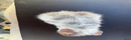 Guinea Pig rodents for sale: Rex boar guinea pigs  - Advert 3