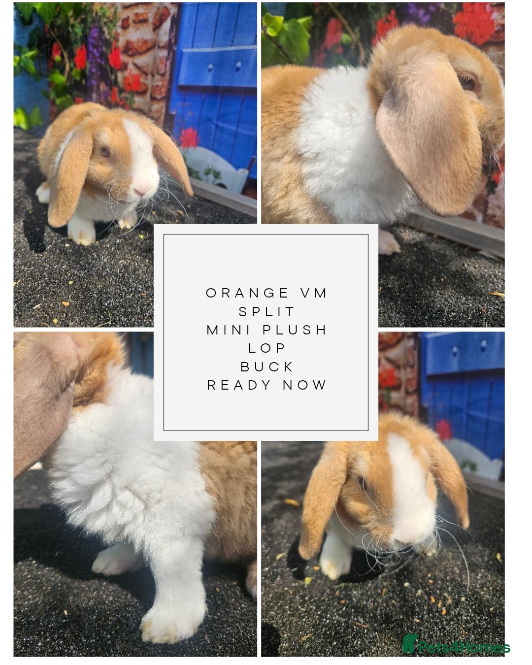 Mini Lop rabbits Purebred Mini Plush Lops- Suffolk - Advert 1