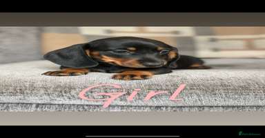 Miniature Dachshund dogs - Advert 6
