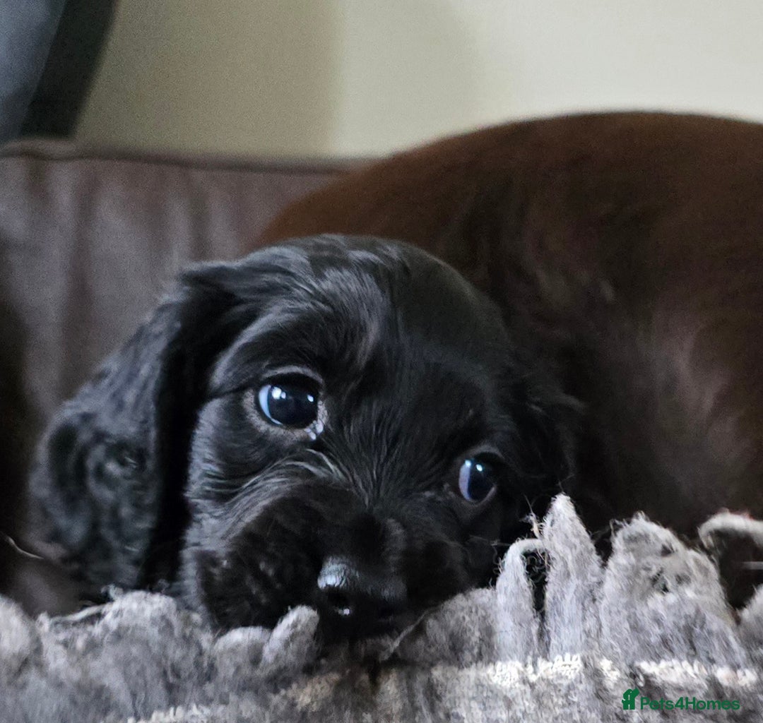 Cocker Spaniel dogs for sale: Working Cocker Spaniel puppies - Advert 5