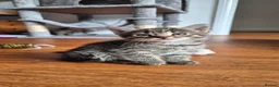 Mixed Breed cats for sale: Four playful kittens for sale - Advert 13