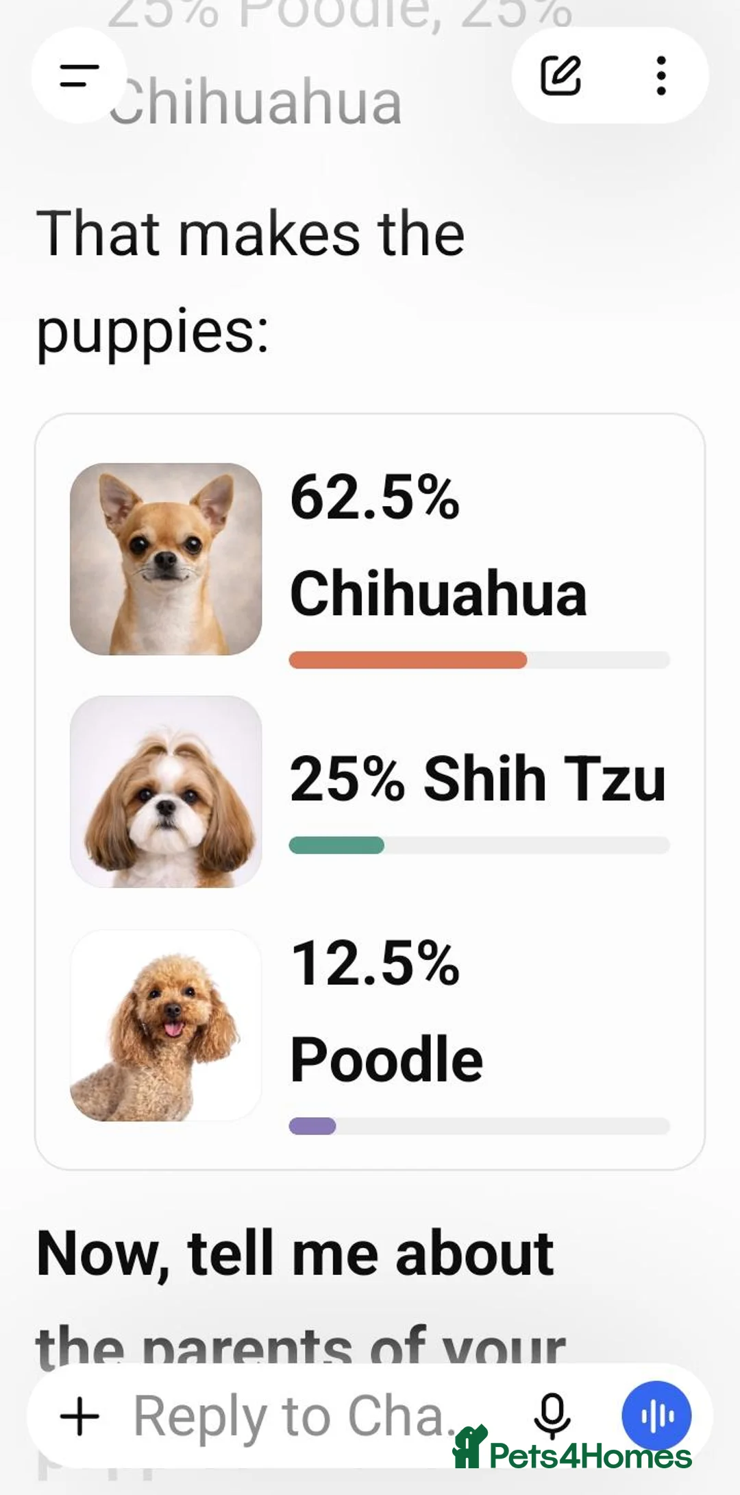 Mixed Breed dogs for sale: Chihuahua shihpoo in Hove - Advert 2