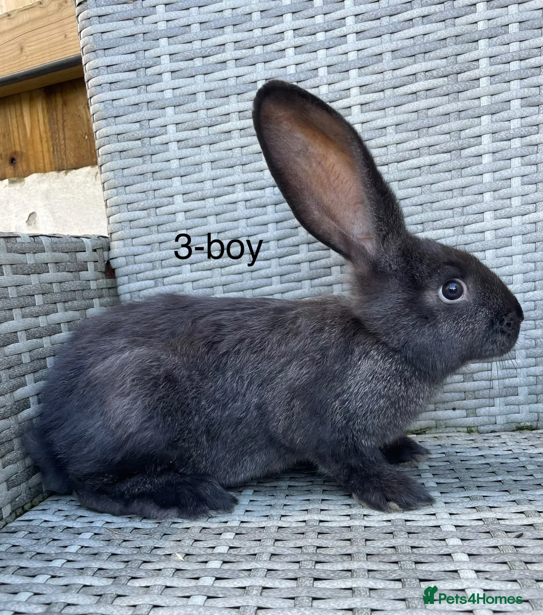 Continental Giant rabbits for sale: 🐇 pure bred continental giants 🐇  - Advert 2