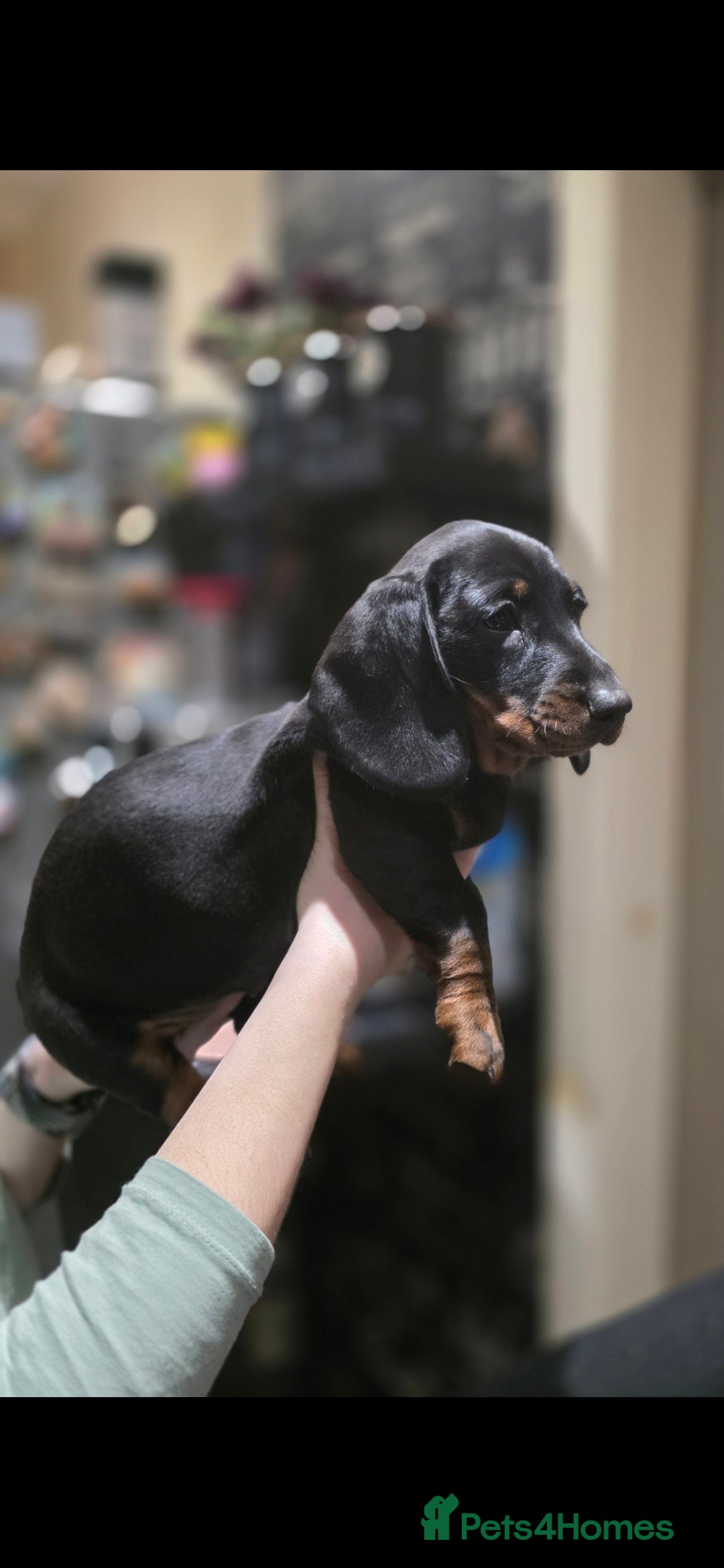 Dachshund dogs for sale: Beautifull puppies  - Advert 15