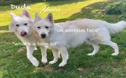 White Swiss Shepherd dogs for sale: White Swiss Shepherd Puppies 🐾🍼KC Registered - Image 9