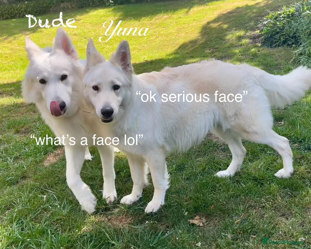 White Swiss Shepherd dogs for sale: White Swiss Shepherd Puppies 🐾🍼KC Registered - Image 9