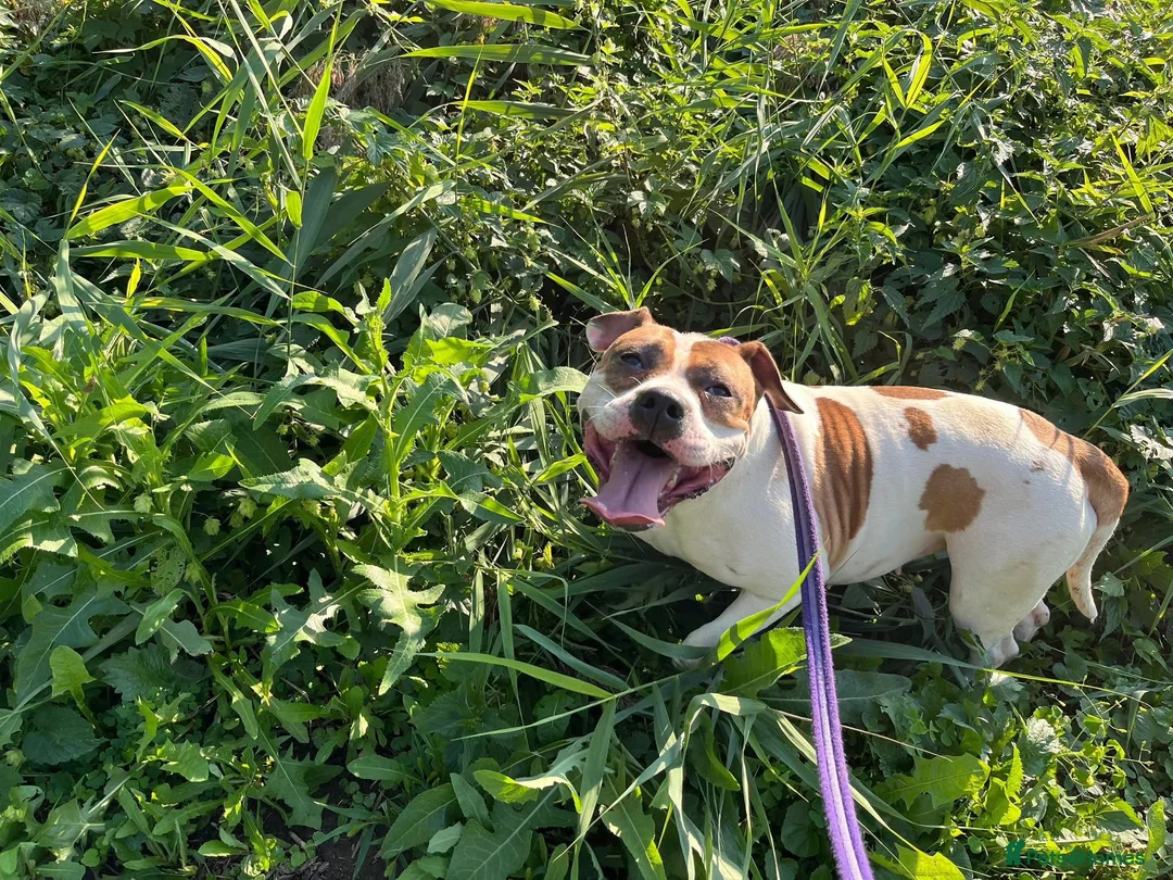 Staffordshire Bull Terrier dogs for adoption: Leia - Norwich Norfolk  - Advert 5