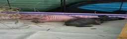 Guinea Pig rodents for sale: Male skinny pigs,  - Advert 5