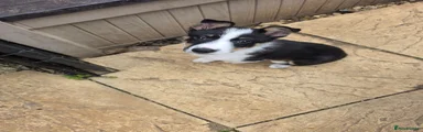 Border Collie 1