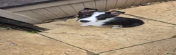 Border Collie dogs for sale: Male border collie puppy - Advert 1