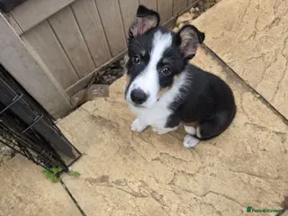Border Collie dogs Male border collie puppy - Advert 2