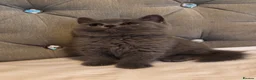 British Shorthair cats for sale: Gorgeous British shorthair kittens🏆🏆 - Advert 5