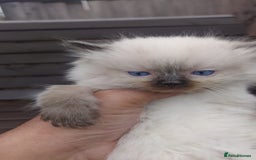 Ragdoll cats for sale: BEAUTIFUL PURE RAGDOLL KITTENS - Image 13