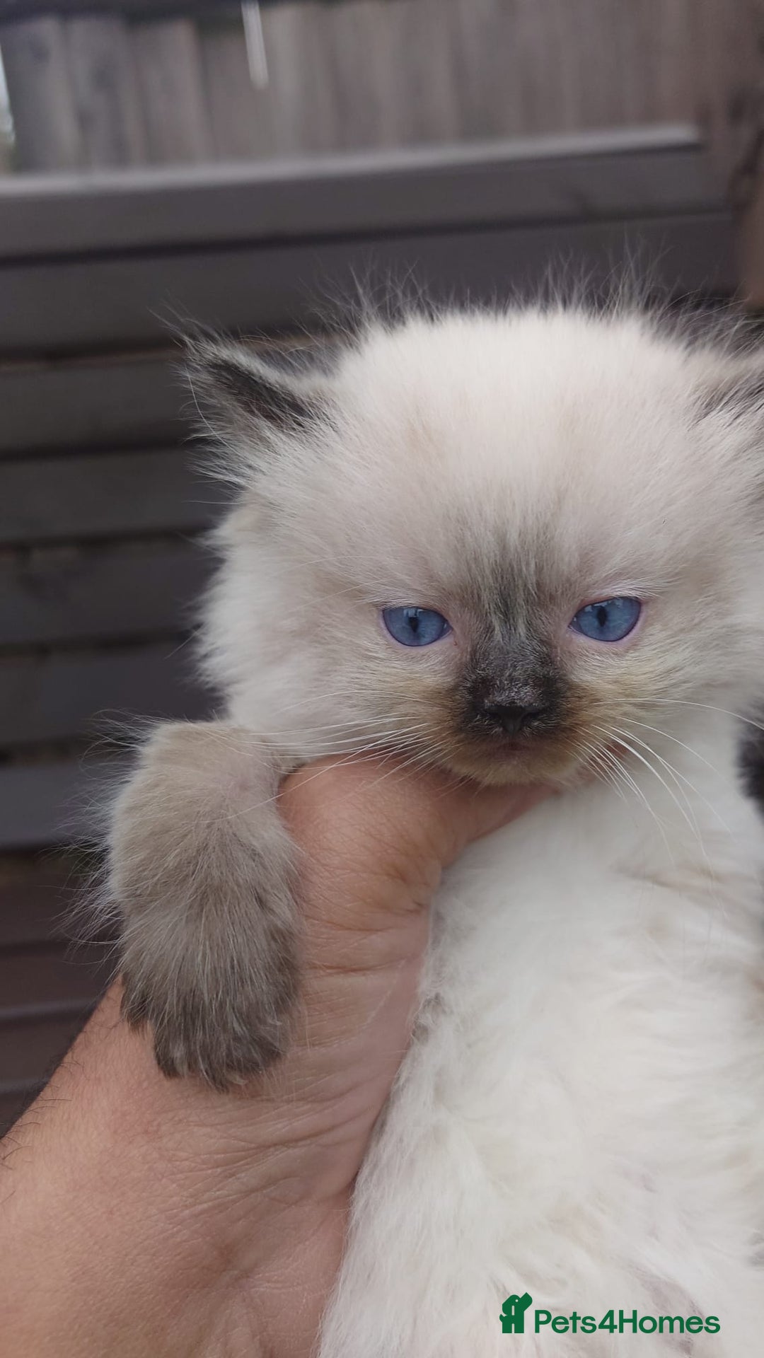 Ragdoll cats for sale: BEAUTIFUL PURE RAGDOLL KITTENS - Image 13