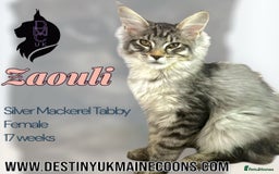 Maine Coon cats for sale: Ready Now - 4 Pedigree Silver Maine Coon Kittens - Image 1