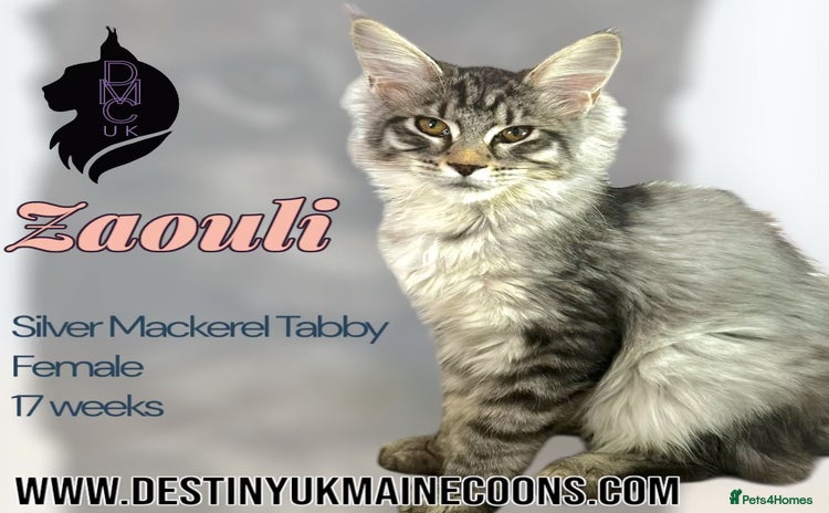 Maine Coon cats - Advert 2