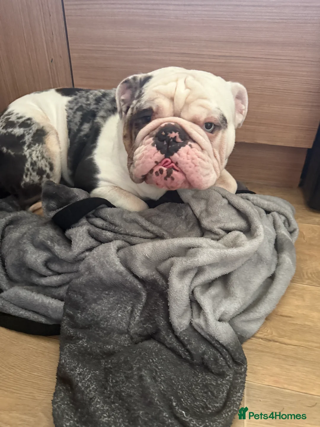 English Bulldog dogs for sale: Reggie looking for 5 star home  - Advert 29