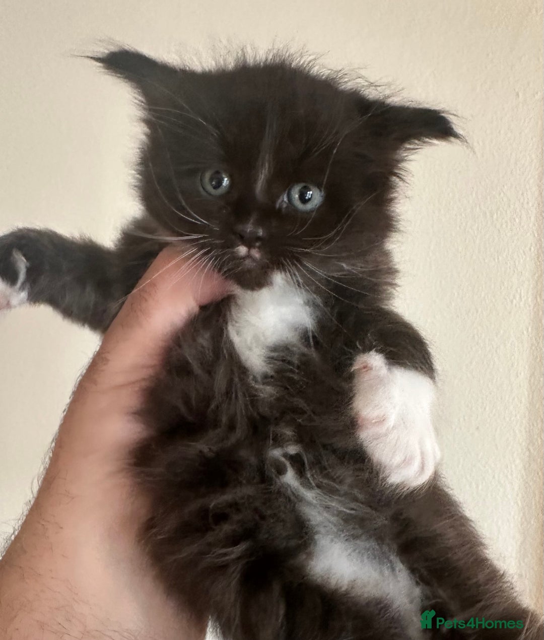 Ragcoon cats for sale: 2 maine Coon x Ragdoll kittens  - Advert 6