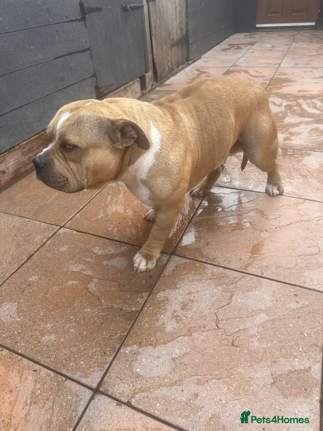 American Bully dogs for sale: American bully pocket  - Advert 11