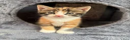 Maine Coon cats for sale: LAST FEMALE TORTOISESHELL MAINE COON X  - Advert 2