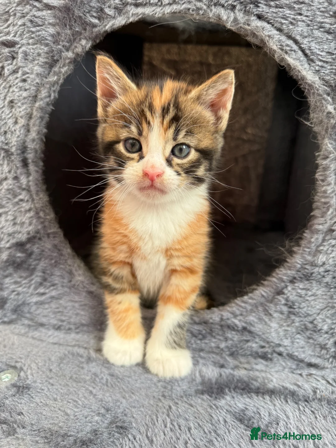 Maine Coon cats for sale: LAST FEMALE TORTOISESHELL MAINE COON X  - Advert 2