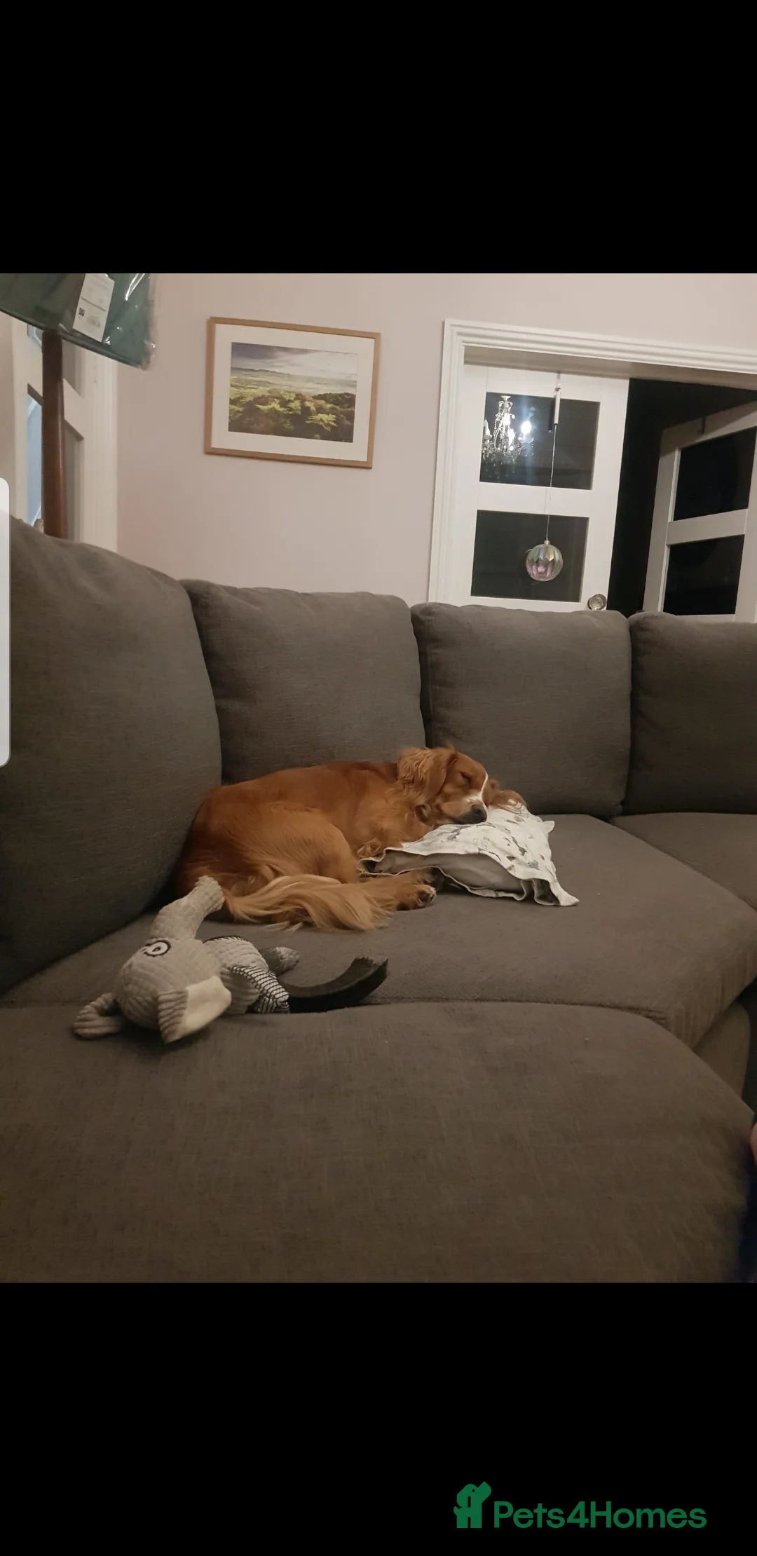 Cocker Spaniel dogs for sale: Male 2 year old Cocker Spaniel  - Advert 6