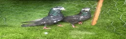Pigeons birds for sale: Vaccinated Pakistani Pigeons – 20 Pairs - Advert 18