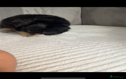 Chihuahua dogs for sale: Long-haired Chihuahua - Image 12