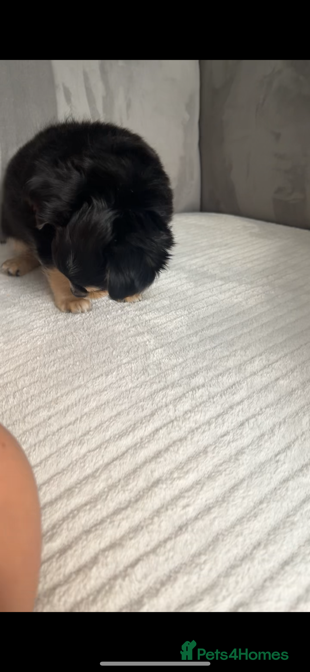 Chihuahua dogs for sale: Long-haired Chihuahua - Image 12