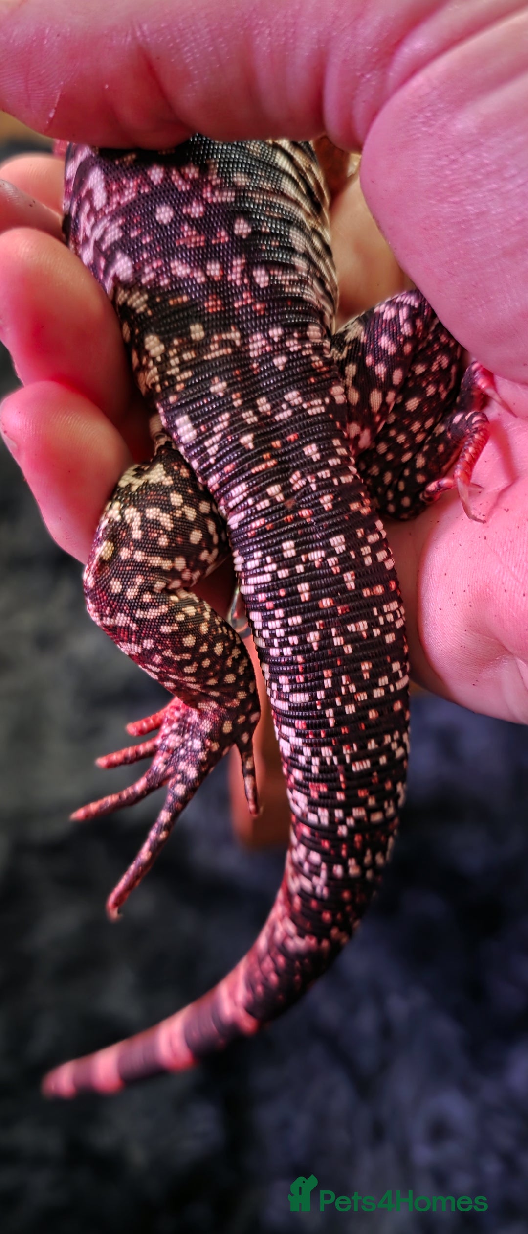 Lizard reptiles for sale: Young Red Tegu For Sale to right buyer - Advert 6
