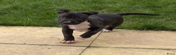 Mixed Breed dogs for sale: Black and white english bull terrier cross - Advert 15