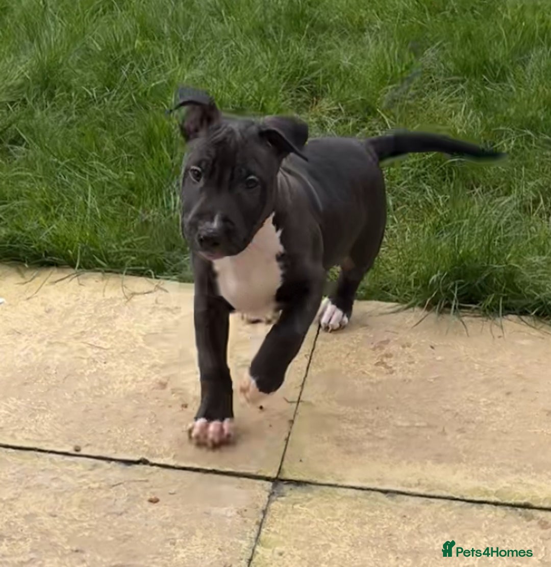 Mixed Breed dogs for sale: Black and white english bull terrier cross - Advert 15