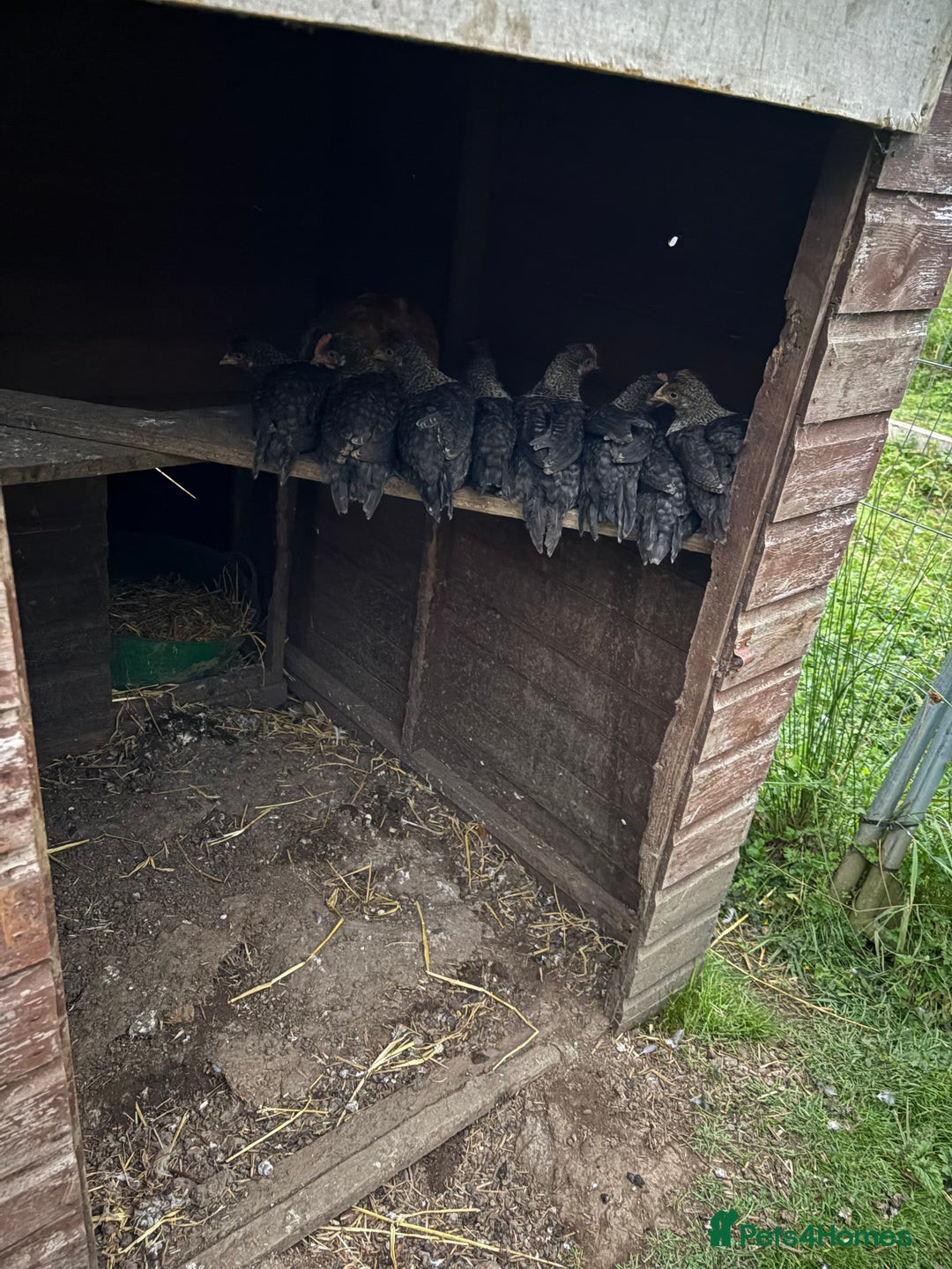 Chickens poultry for sale: Young cockerels for new home - Image 2