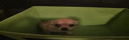 Chihuahua dogs for sale: Quality KC registered puppies  in Chatham - Advert 12