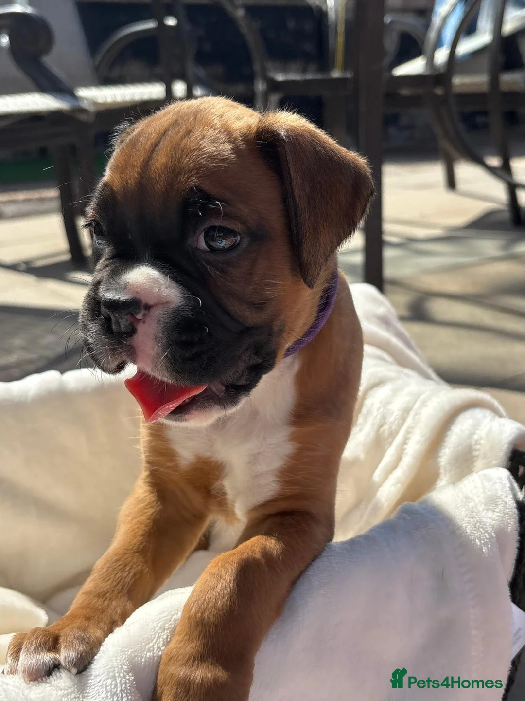 Boxer dogs for sale: Stunning litter of adorable boxer Puppies - Advert 30
