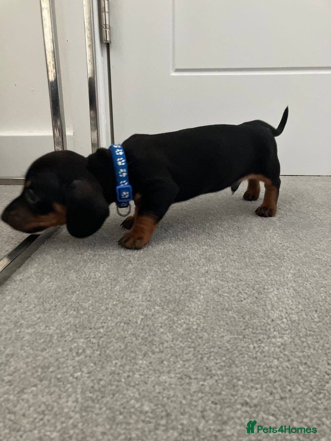 Dachshund dogs for sale: Dachshund pups black and tan - Advert 10