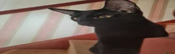 Oriental cats for sale: Oriental kittens for sale (4 ready now!) - Advert 21