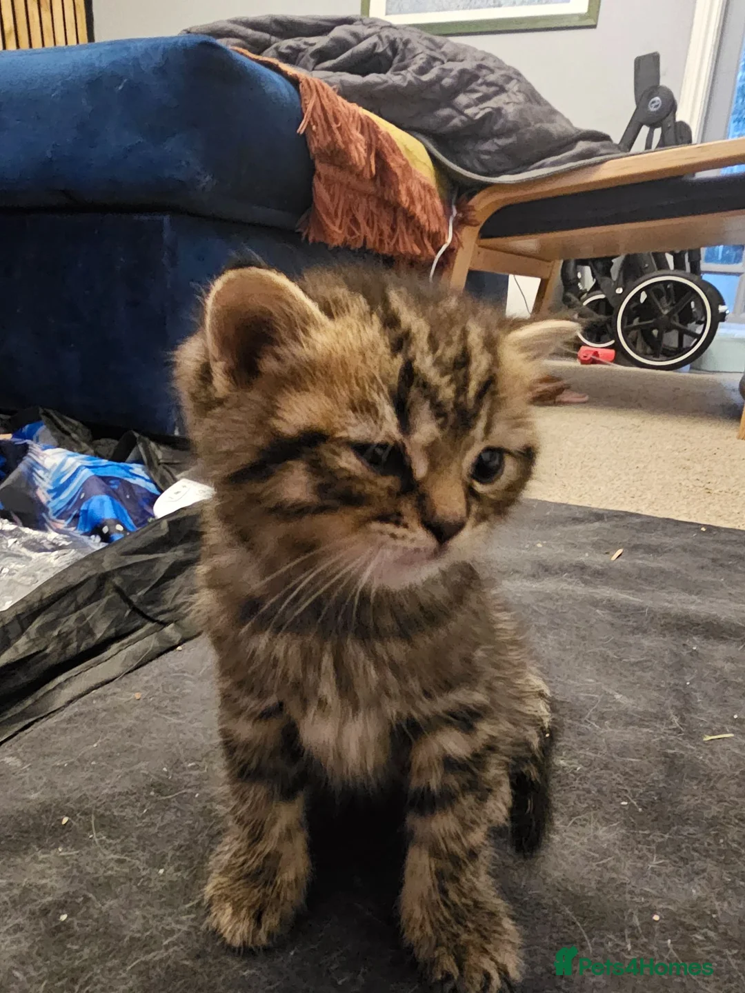 British Shorthair cats for sale: ✨️✨️Tabby British Shorthair kitten✨️✨️ - Advert 2