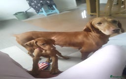 Hungarian Vizsla dogs for sale: Highly intelligent VIZSLA GIRL, bundle of energy  - Image 2