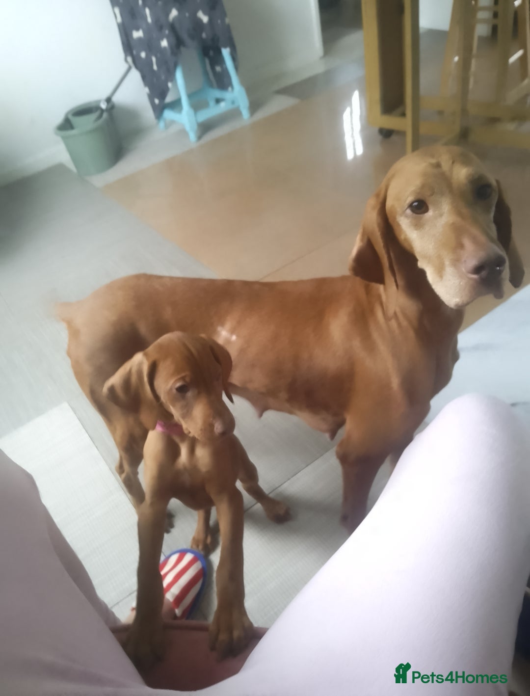 Hungarian Vizsla dogs for sale: Highly intelligent VIZSLA GIRL, bundle of energy  - Image 2