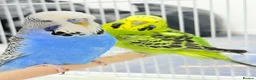 Budgerigars birds for sale: Budgies pair & cage in Dagenham - Advert 5