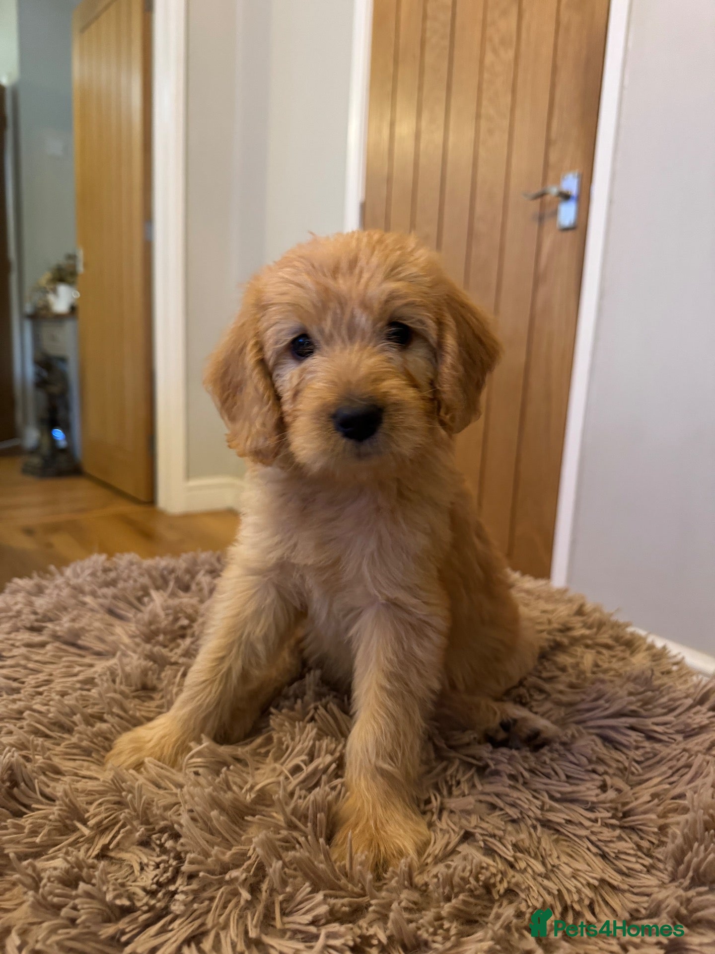 Labradoodle dogs ❤️ Beautiful Red F1b Labradoodle Puppies ❤️ - Advert 1
