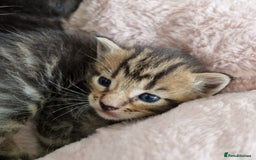 Ragdoll cats for sale: Ragdoll cross kittens - Image 1