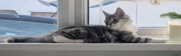 Maine Coon cats for sale: Male Maine Coon Kitten. Both parents can be seen  - Advert 23