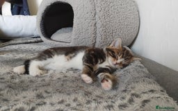 Mixed Breed cats for sale: Tabby boy - Image 4