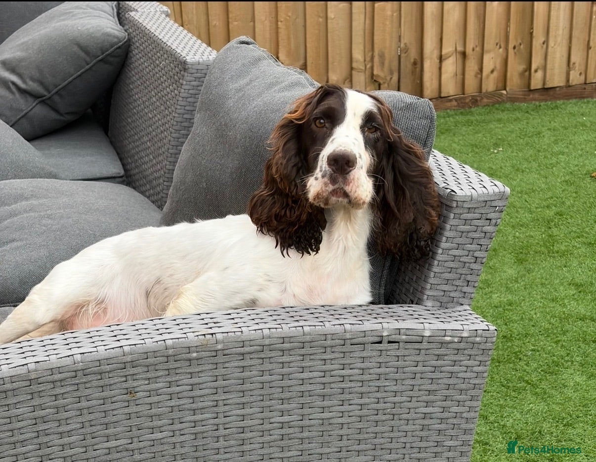 English Springer Spaniel dogs 2 springer spaniels female - Advert 1